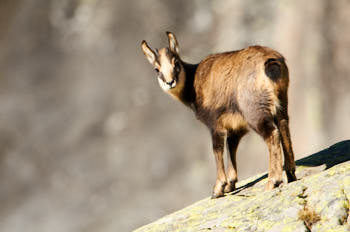 Chamois<br>NIKON D300S, 700 mm, 220 ISO,  1/640 sec,  f : 5.6 