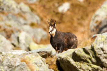 Chamois<br>NIKON D300S, 700 mm, 400 ISO,  1/1000 sec,  f : 6.3 