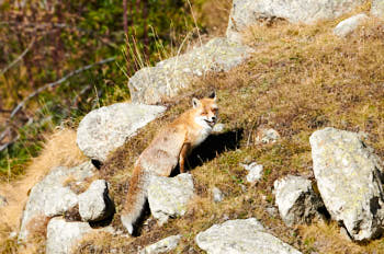 Renard<br>NIKON D300S, 500 mm, 320 ISO,  1/1250 sec,  f : 5.6 