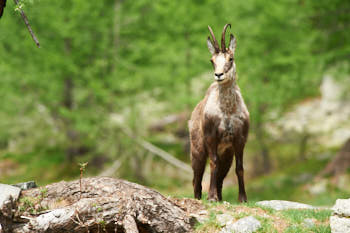 Chamois<br>NIKON D700, 420 mm, 900 ISO,  1/1000 sec,  f : 8 