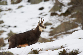 Chamois<br>NIKON D700, 420 mm, 1000 ISO,  1/1250 sec,  f : 8 