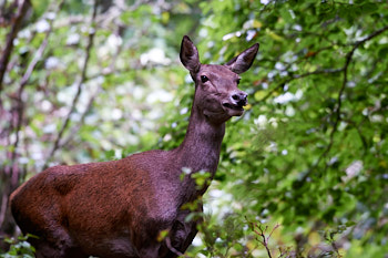 Cervides<br>NIKON D4, 500 mm, 16127 ISO,  1/500 sec,  f : 5 