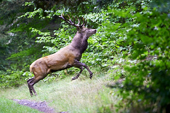 Cervides<br>NIKON D4, 500 mm, 2200 ISO,  1/500 sec,  f : 5 