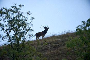 Cervides<br>NIKON D4, 700 mm, 2800 ISO,  1/1000 sec,  f : 5.6 