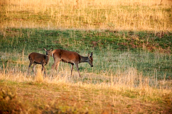 Cervides<br>NIKON D4, 700 mm, 5600 ISO,  1/1600 sec,  f : 5.6 