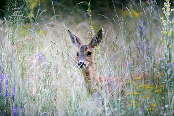 Cervides<br>NIKON D4, 500 mm, 4500 ISO,  1/400 sec,  f : 5 