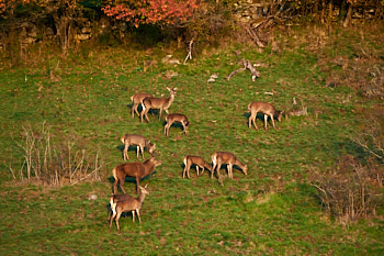 Cervides<br>NIKON D700, 300 mm, 2000 ISO,  1/1000 sec,  f : 5 