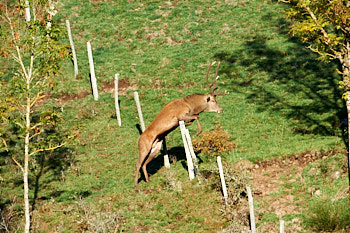 Cervides<br>NIKON D4, 700 mm, 1000 ISO,  1/1000 sec,  f : 8 