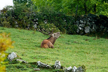 Brame du cerf<br>NIKON D300S, 700 mm, 1100 ISO,  1/800 sec,  f : 6.3 