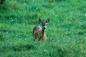 SANNA<br>NIKON D4, 500 mm, 3600 ISO,  1/500 sec,  f : 5.6 