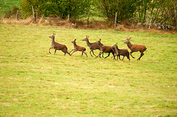 Cervides<br>NIKON D700, 500 mm, 1100 ISO,  1/320 sec,  f : 5 