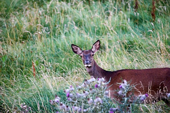 Cervides<br>NIKON D700, 700 mm, 4000 ISO,  1/200 sec,  f : 5.6 