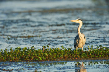 Echassiers<br>NIKON D4, 700 mm, 640 ISO,  1/1000 sec,  f : 7.1 