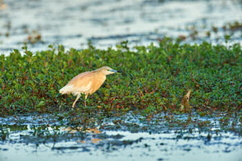 Echassiers<br>NIKON D4, 700 mm, 900 ISO,  1/1000 sec,  f : 7.1 