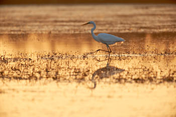 Echassiers<br>NIKON D4, 700 mm, 400 ISO,  1/1000 sec,  f : 6.3 