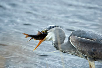 Echassiers<br>NIKON D4, 500 mm, 1000 ISO,  1/1600 sec,  f : 5.6 