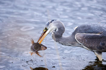 Echassiers<br>NIKON D4, 500 mm, 1100 ISO,  1/1600 sec,  f : 5.6 