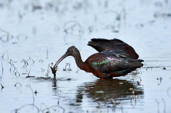 Echassiers<br>NIKON D4, 700 mm, 1000 ISO,  1/2000 sec,  f : 8 