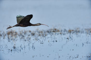 Echassiers<br>NIKON D4, 700 mm, 640 ISO,  1/1600 sec,  f : 8 