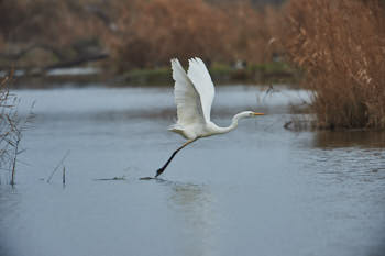 Echassiers<br>NIKON D4, 700 mm, 560 ISO,  1/1250 sec,  f : 6.3 