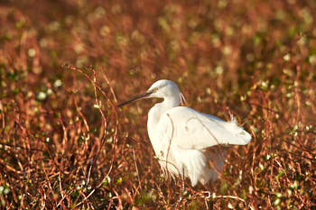 Echassiers<br>NIKON D4, 700 mm, 400 ISO,  1/1600 sec,  f : 8 