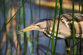 Echassiers<br>NIKON D4, 700 mm, 720 ISO,  1/1600 sec,  f : 5.6 