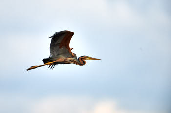 Echassiers<br>NIKON D4, 700 mm, 320 ISO,  1/1600 sec,  f : 5.6 