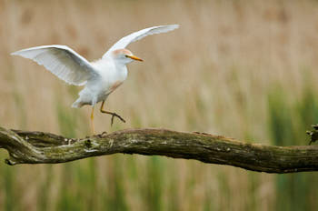 Echassiers<br>NIKON D300S, 700 mm, 800 ISO,  1/1250 sec,  f : 6.3 