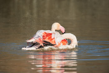 Echassiers<br>NIKON D700, 500 mm, 450 ISO,  1/3200 sec,  f : 5.6 