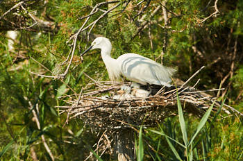 Aigrette garzette<br>NIKON D300S, 500 mm, 400 ISO,  1/1250 sec,  f : 6.3 