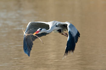 Echassiers<br>NIKON D200, 500 mm, 250 ISO,  1/640 sec,  f : 6.3 