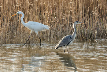 Grande aigrette, HÈron cendrÈ<br>NIKON D200, 500 mm, 400 ISO,  1/320 sec,  f : 8 