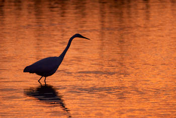 Grande aigrette<br>NIKON D200, 500 mm, 1000 ISO,  1/320 sec,  f : 4 