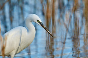 Echassiers<br>NIKON D300S, 700 mm, 450 ISO,  1/800 sec,  f : 5.6 