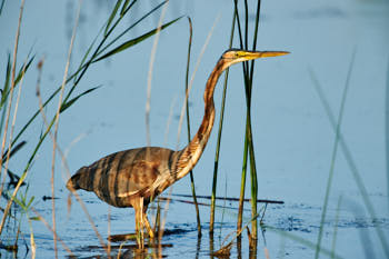 Echassiers<br>NIKON D700, 700 mm, 400 ISO,  1/800 sec,  f : 7.1 