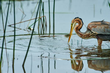 HÈron pourprÈ<br>NIKON D700, 850 mm, 5600 ISO,  1/1250 sec,  f : 8 