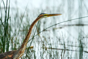 Echassiers<br>NIKON D700, 850 mm, 1250 ISO,  1/1250 sec,  f : 9 