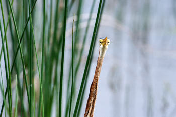 HÈron pourprÈ<br>NIKON D700, 850 mm, 1400 ISO,  1/1000 sec,  f : 9 