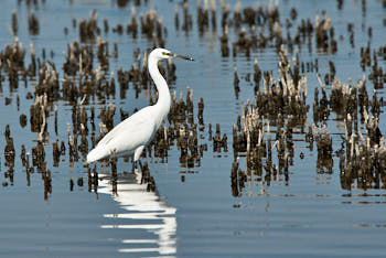 Echassiers<br>NIKON D200, 500 mm, 640 ISO,  1/2500 sec,  f : 8 