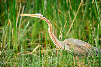 HÈron pourprÈ<br>NIKON D700, 700 mm, 2800 ISO,  1/1000 sec,  f : 5.6 