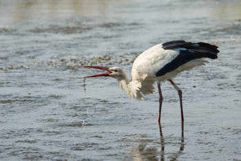 Echassiers<br>NIKON D200, 500 mm, 200 ISO,  1/1250 sec,  f : 5.6 