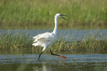 Echassiers<br>NIKON D200, 700 mm, 250 ISO,  1/1000 sec,  f : 5.6 