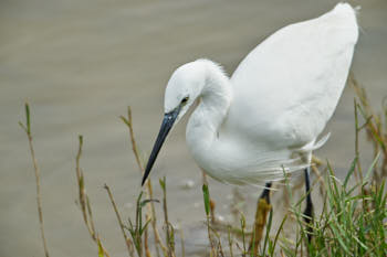 Echassiers<br>NIKON D700, 700 mm, 360 ISO,  1/1000 sec,  f : 7.1 