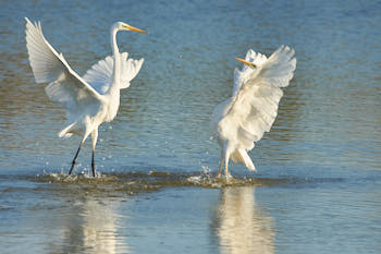 Echassiers<br>NIKON D700, 700 mm, 640 ISO,  1/1000 sec,  f : 8 