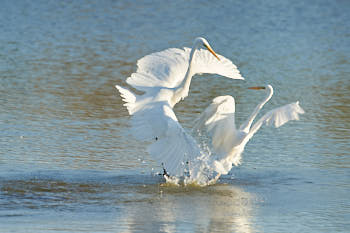 Echassiers<br>NIKON D700, 700 mm, 720 ISO,  1/1000 sec,  f : 8 