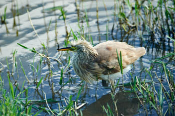 Echassiers<br>NIKON D700, 500 mm, 900 ISO,  1/1250 sec,  f : 5.6 