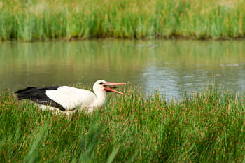 Echassiers<br>NIKON D700, 420 mm, 720 ISO,  1/1000 sec,  f : 8 