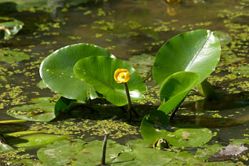 Fleurs<br>NIKON D200, 300 mm, 400 ISO,  1/800 sec,  f : 6.3 