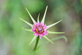 Fleurs<br>NIKON Df, 105 mm, 250 ISO,  1/1000 sec,  f : 5 