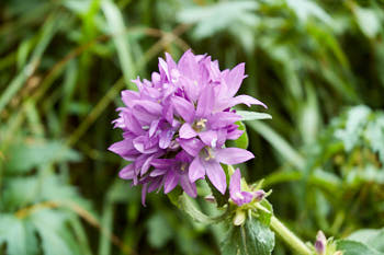 Fleurs<br>NIKON D70, 70 mm, 200 ISO,  1/125 sec,  f : 5.6 